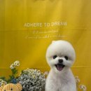 댕곤댕곤 이미지