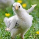 계림빌딩 | 종로계림닭도리탕원조 상암점 마늘닭도리탕 강추 🐔