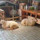 서울양은 이미지