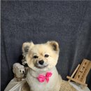 주견야DOG 이미지