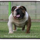 불독 이미지