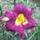 데이릴리(Daylily) 이미지