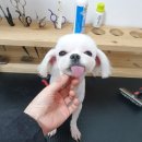 또오개 이미지