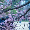 신주꾸 Daum카페