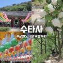 경원산소(주) | 강원도 사찰 홍천 수타사 불두화 생태숲 산소길 부처님오신날