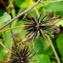 도깨비풀 이미지