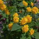 겹삼잎국화(Rudbeckia laciniata var. hortensia) 이미지