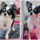 짱구네 동물병원 이미지