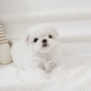 펫블리강아지&미라클고양이 이미지