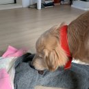 멍멍한끼 이미지