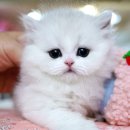 서울고양이분양 묘연 이미지