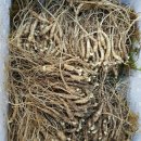 백전농장 이미지