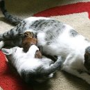 못말리는 고양이 이미지