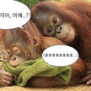 델리커리