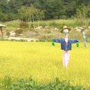 황금들녘 이미지