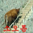 고굽당
