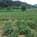 영진농장2 이미지