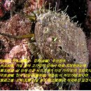 매갈[䱅(魚+曷)] 매가리. 우해이어보」(牛海異魚譜) 이미지