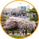 빨래터 가는 길 경 | 대구 벚꽃 명소 여행 데이트코스 나들이 가볼만한곳 앞산빨래터공원