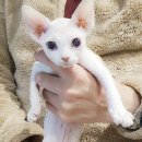 캣도그 이미지