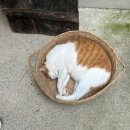 뽀야네 민박 이미지