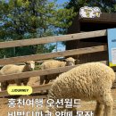 SKY목장 | 홍천여행 비발디파크 양떼목장 곤돌라 스카이스윙 그네 후기