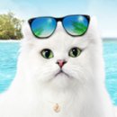 피스트푸드