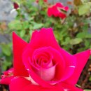 장미농장 이미지