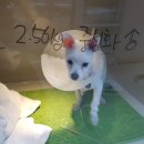 포포동물병원 이미지