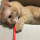 바하 고양이 병원 이미지
