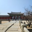 서울 고궁 창경궁 홍매화 현황 + 야간개장 물빛연화 정보