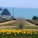 삼익비치아파트 | 오륙도 수선화 🌼 + 부산 벚꽃 명소 추천 🌸 삼익비치아파트 벚꽃터널 후기