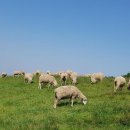 양떼목장 이미지