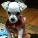 이모네 강아지 이미지