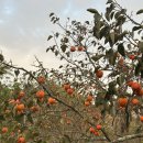 전라남도 농업기술원 과수연구소 | 공익사업 시행 관련 과수 및 영농손실 보상 요구 고충민원[국민권익위원회]