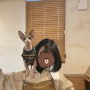 순복이네 스핑크스 이미지