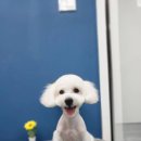 멍털연구소 이미지