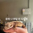 베이다드
