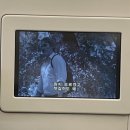 비소(조)-호-24 | 프리스윙으로 삶을 견디는 중