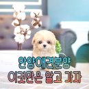 베이비몽송파점애견분양미용호텔 | 안양애견분양 이것만은 알고 가자