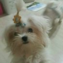 베베펫살롱 이미지