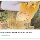 강원벌꿀농원