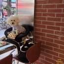 애견프라자 | [목동] 실내애견동반 카페 펠리스커피🐶 바스크치즈케이크 맛집 후기