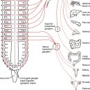 Re:sympathetic nervous system (SNS) 이미지