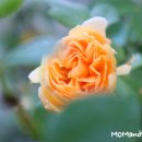 행복한 꽃 이미지