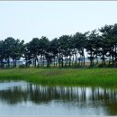 소나무풍경 이미지