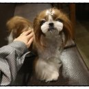 신촌동물병원 이미지