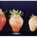 태양청과야채 | 딸기 주요 생리장해