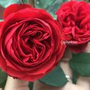 레드애플(RED apple) 이미지