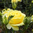 장미공원B 이미지